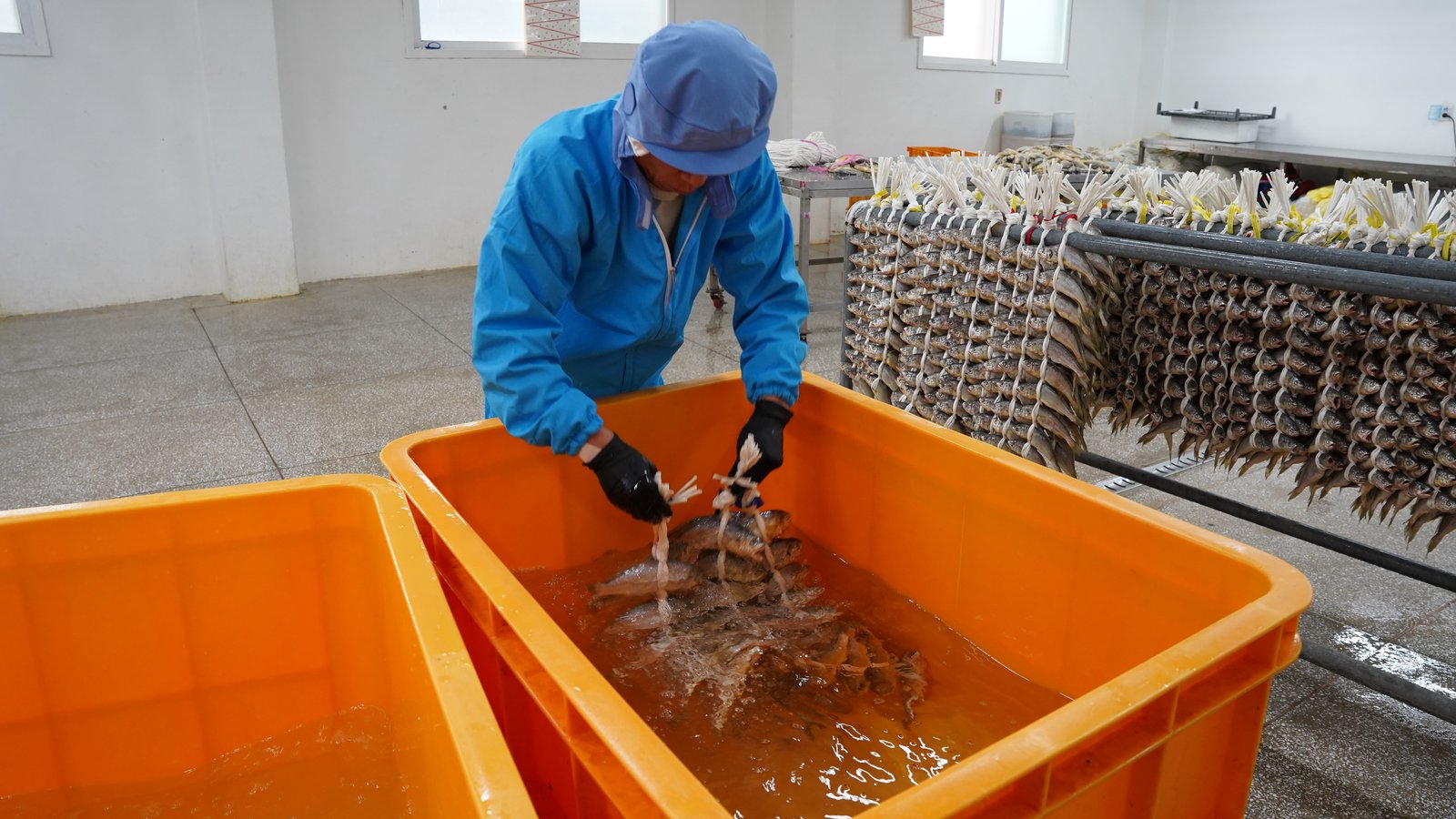 프리미엄 영광굴비