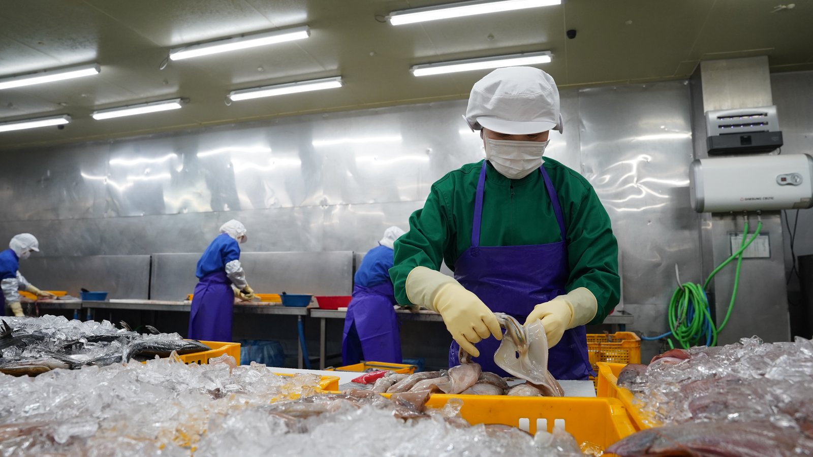 오징어 수작업 손질